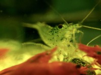 /album/fotogalerij/japonica-met-sakura-garnalen-jpg/